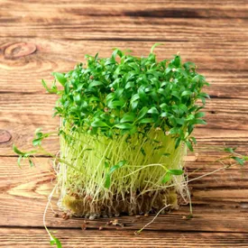 Микрозелень кориандра XXL